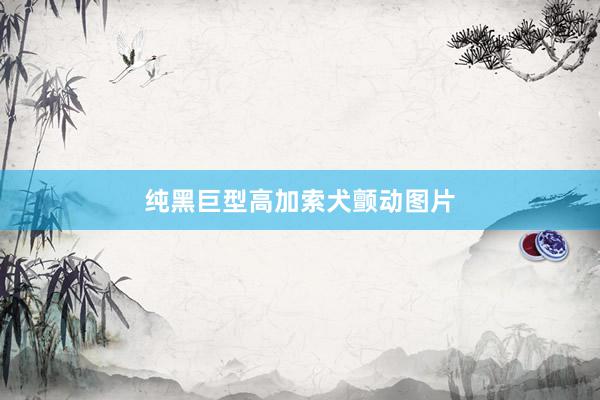 纯黑巨型高加索犬颤动图片